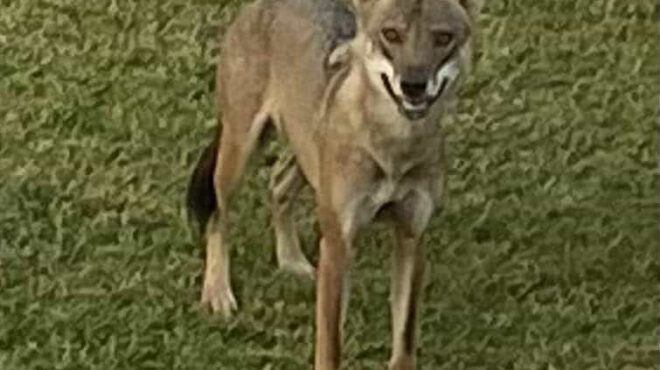 η-επιχείρηση-για-την-απομάκρυνση-του-λ-563820820