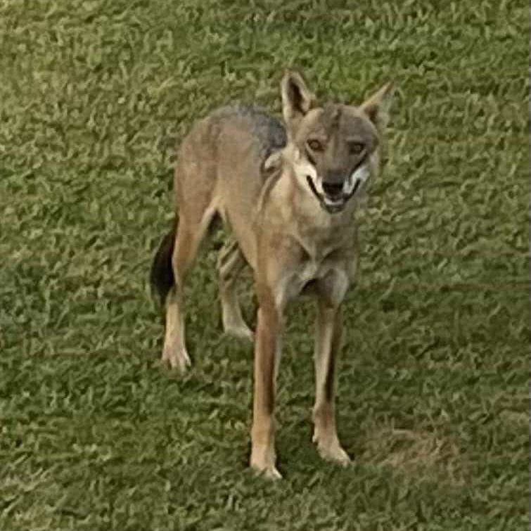 «Ο λύκος της Σιθωνίας πρέπει να απομακρυνθεί άμεσα από τον πληθυσμό»-1