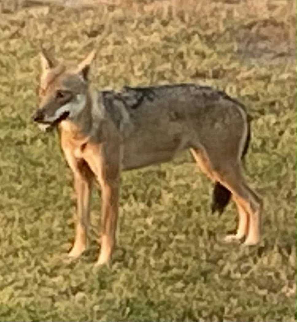 «Ο λύκος της Σιθωνίας πρέπει να απομακρυνθεί άμεσα από τον πληθυσμό»-2