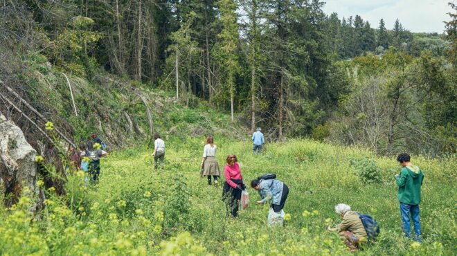 στα-χωράφια-της-κρήτης-για-άγρια-χόρτα-563813833