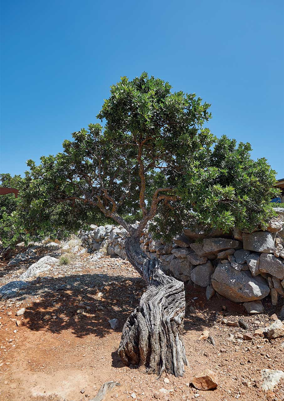 Μαστίχα: Η δύσκολη καλλιέργεια που κρατά ζωντανή τη Χίο-1