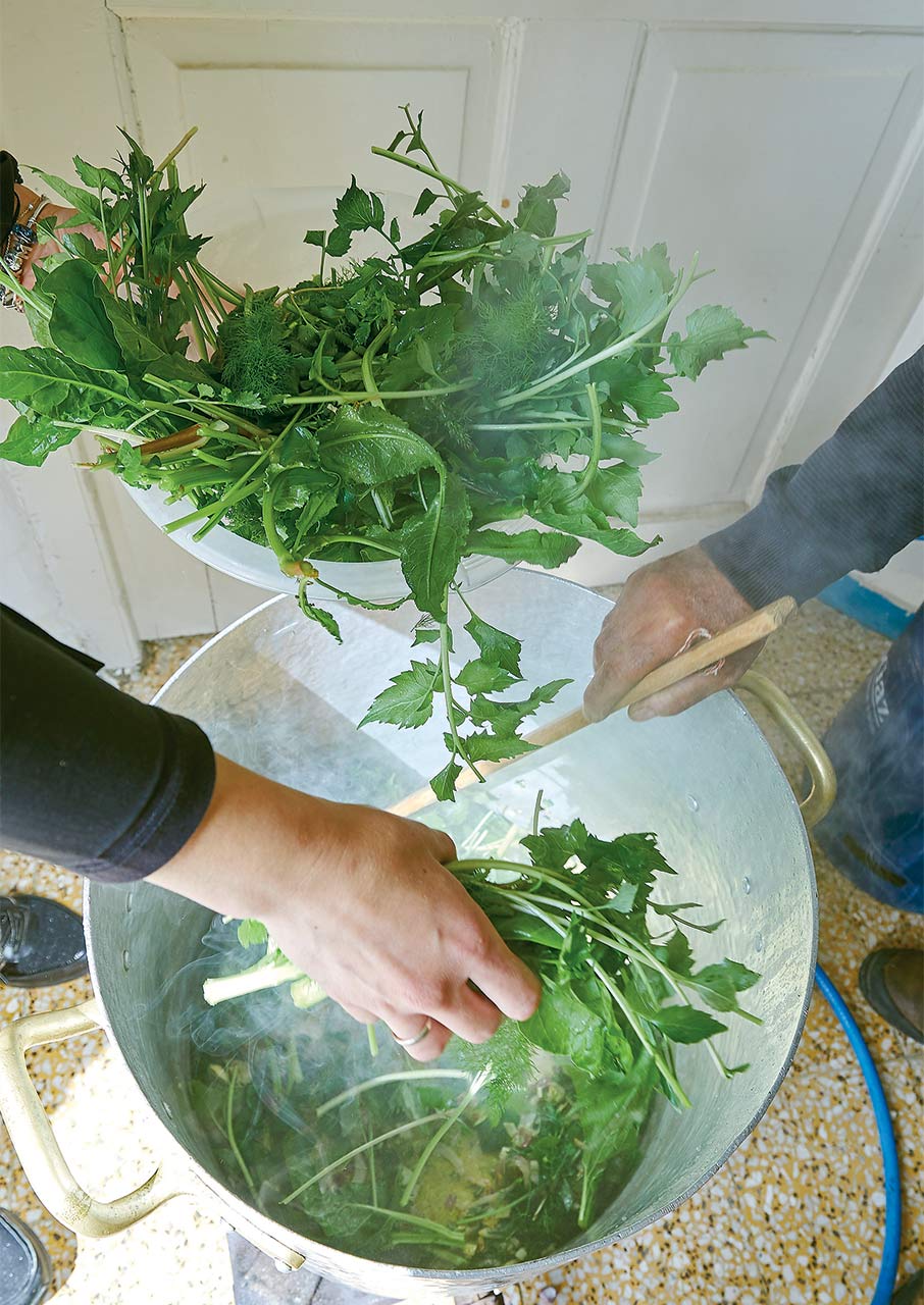 Στα χωράφια της Κρήτης για άγρια χόρτα-6