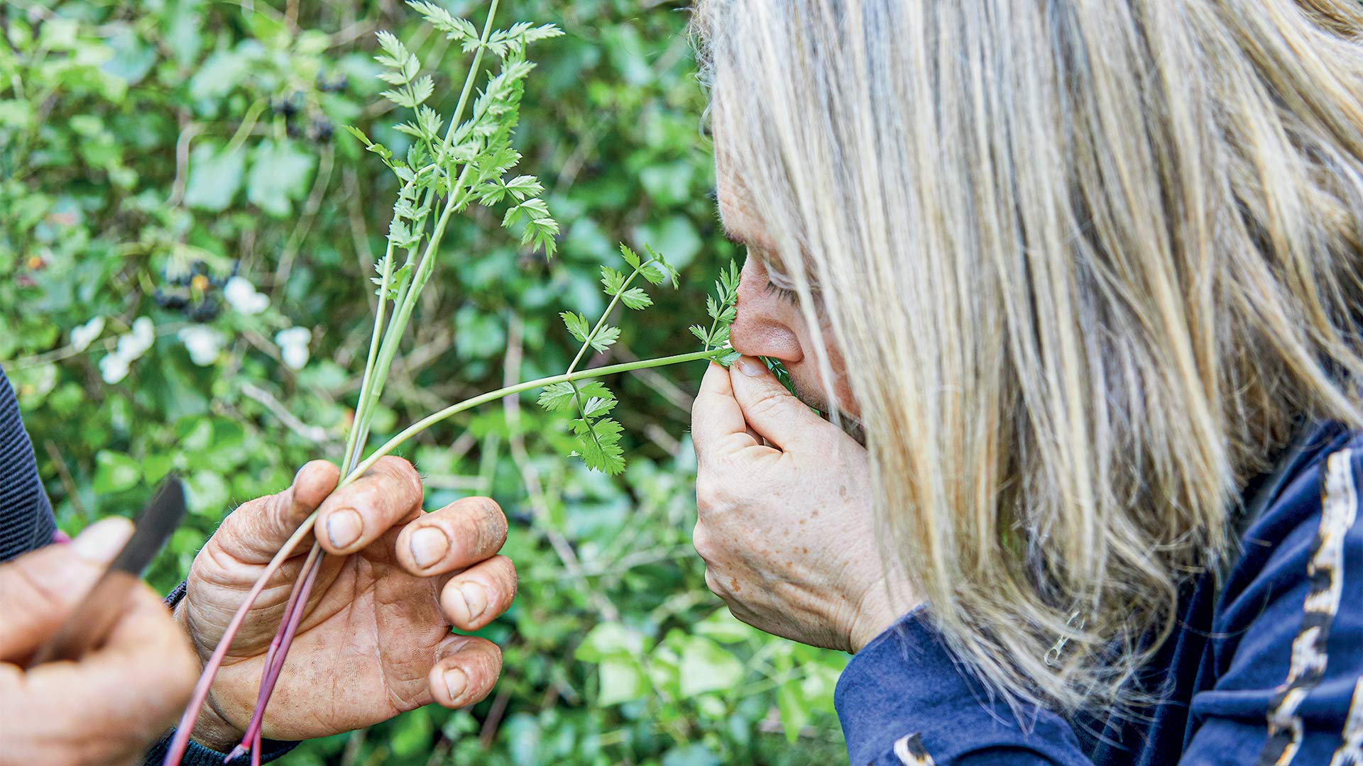 Στα χωράφια της Κρήτης για άγρια χόρτα-2