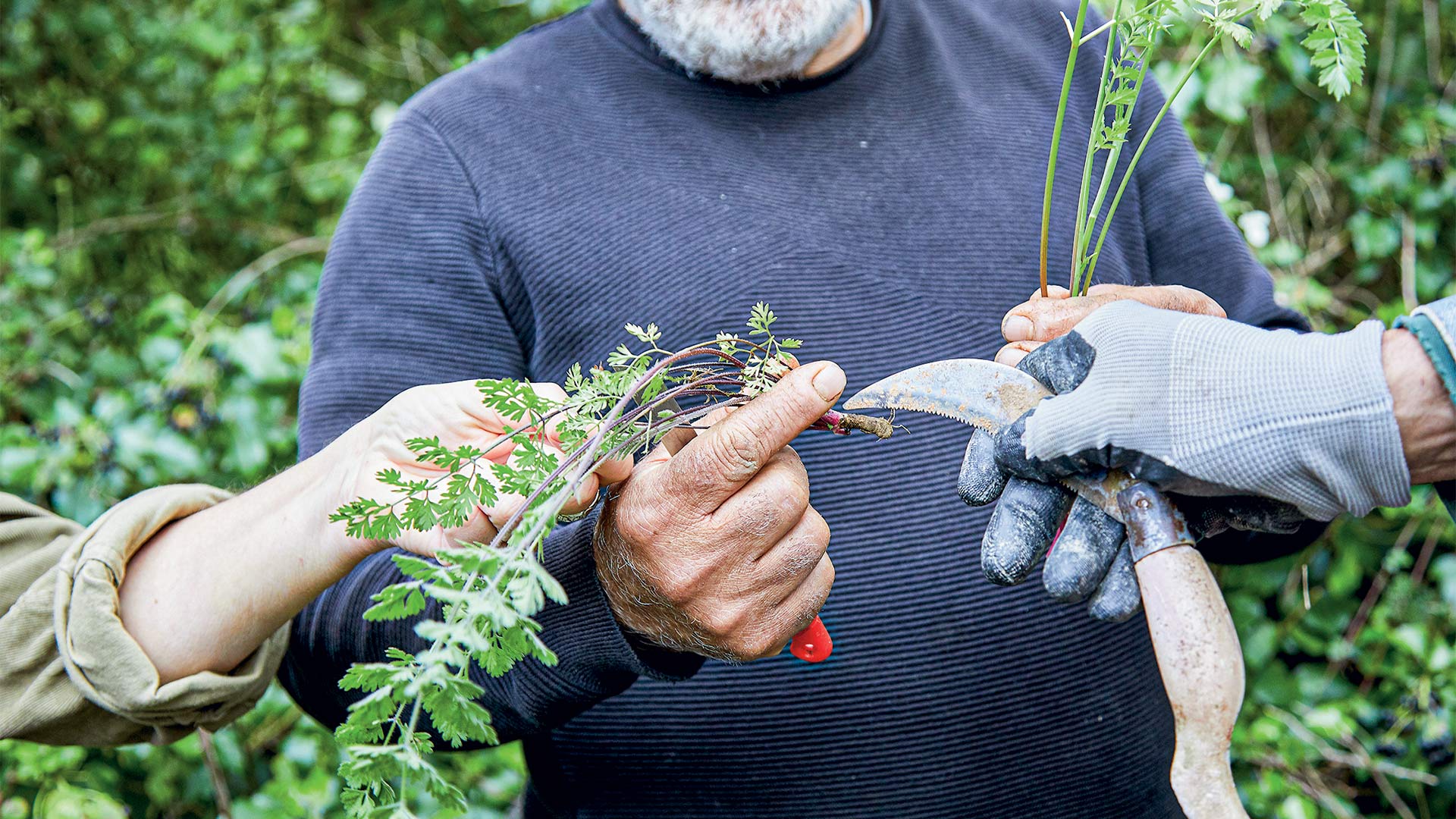 Στα χωράφια της Κρήτης για άγρια χόρτα-1