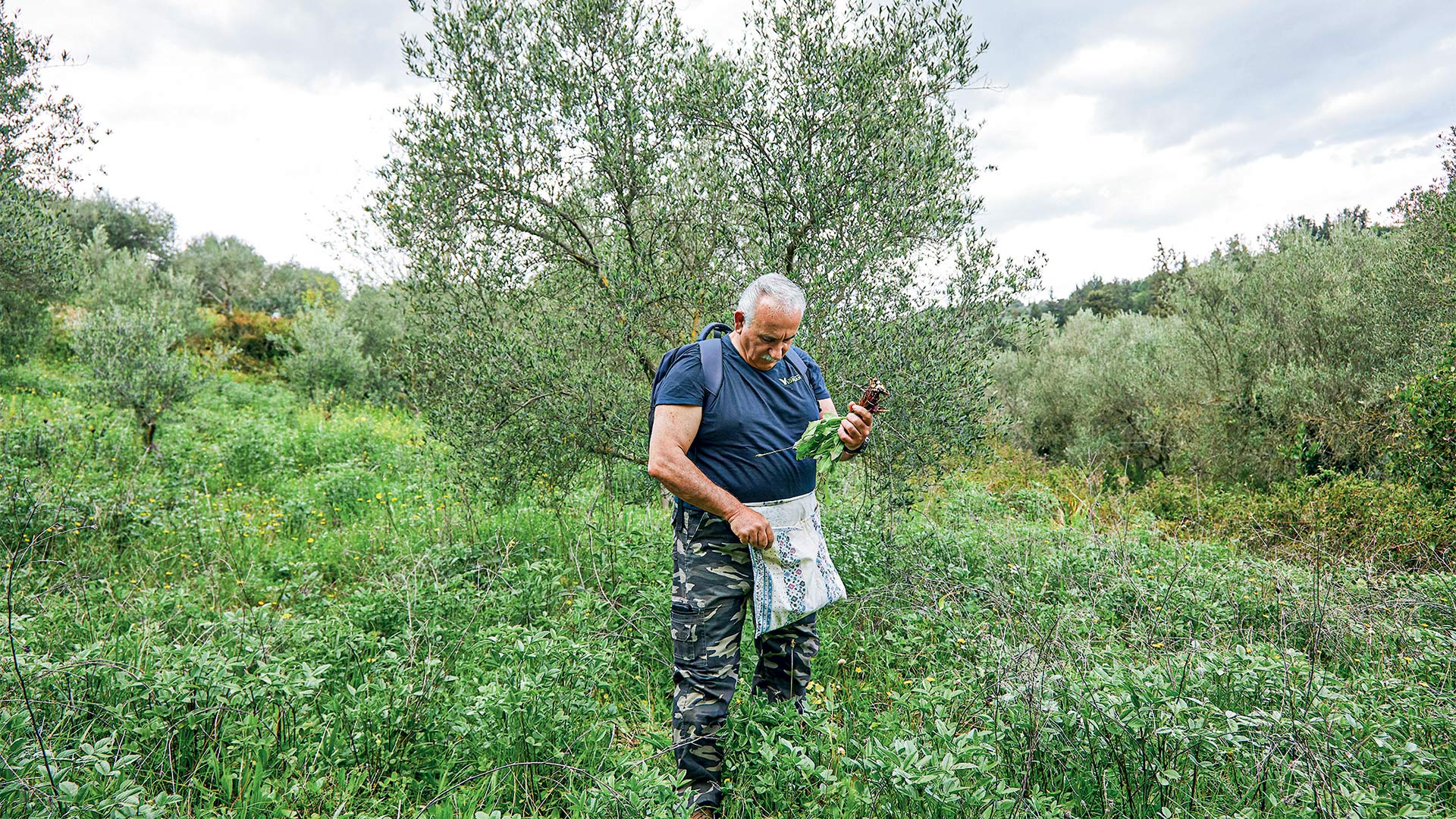Στα χωράφια της Κρήτης για άγρια χόρτα-3