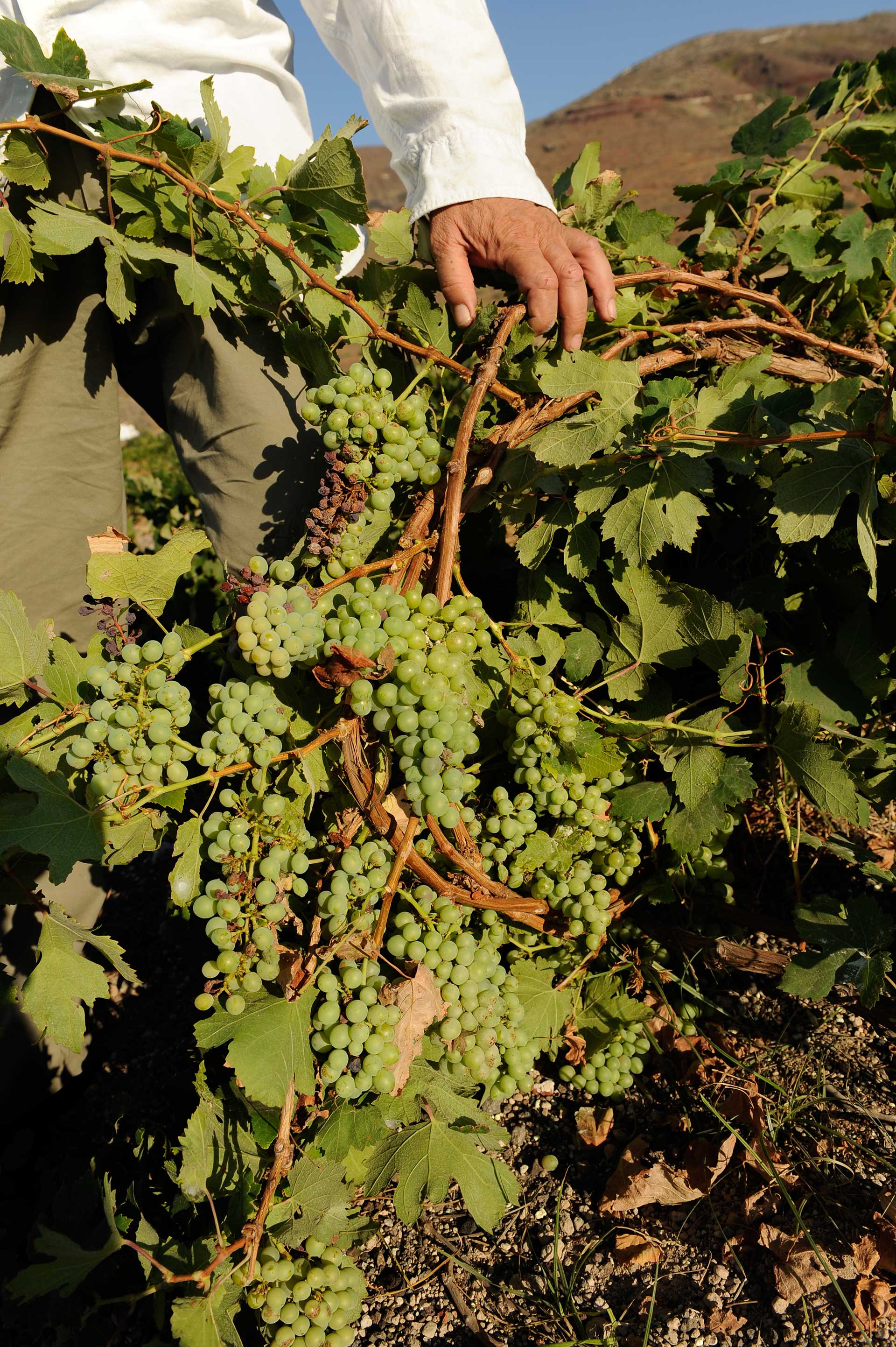 Αναμνήσεις τρύγου-1