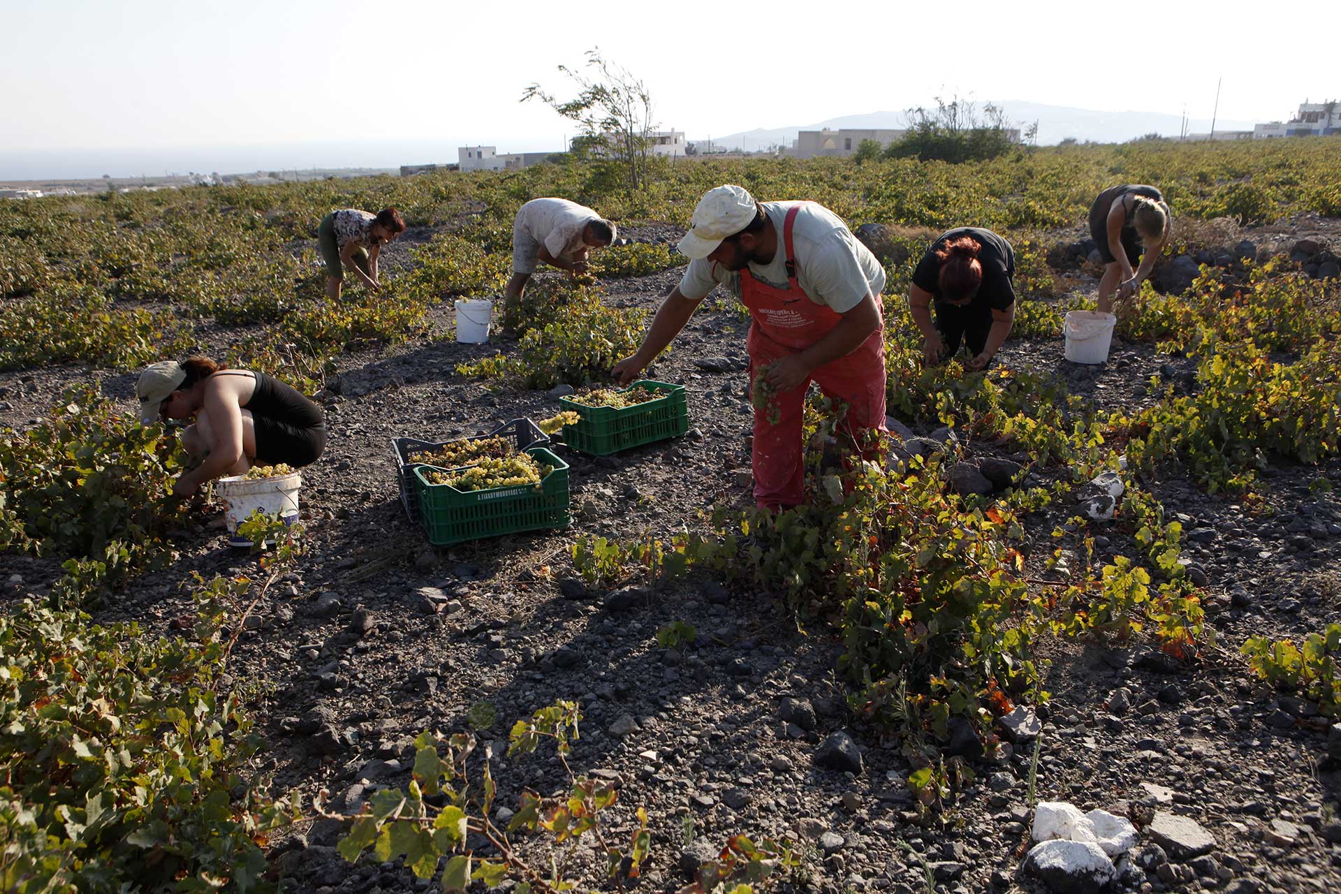 Αναμνήσεις τρύγου-2