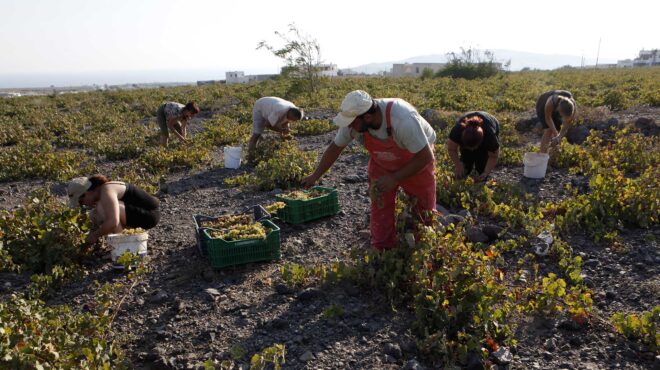 αναμνήσεις-τρύγου-563794378