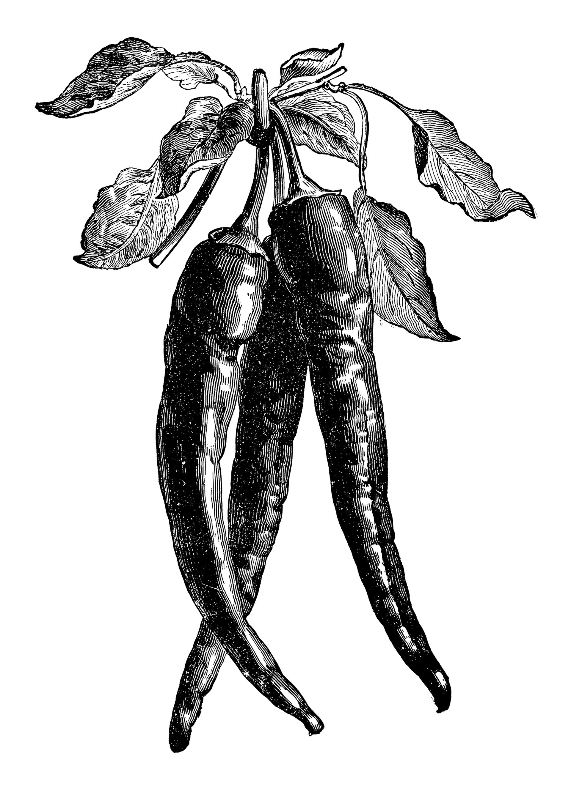 Γιατί κάποιοι άνθρωποι λατρεύουν τις καυτερές πιπεριές;-1