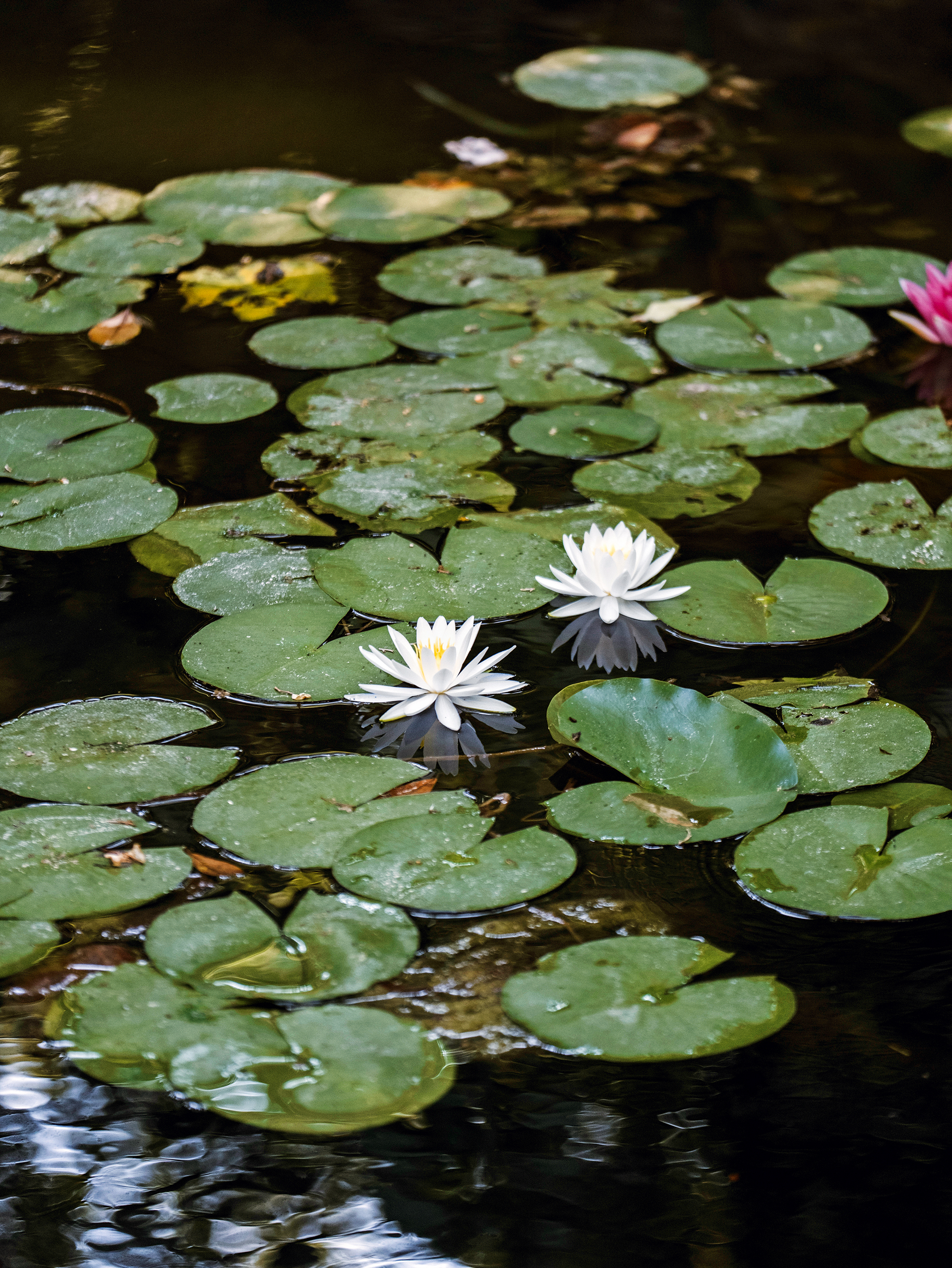Έχει ακόμα μυστικά ο Εθνικός Κήπος;-4