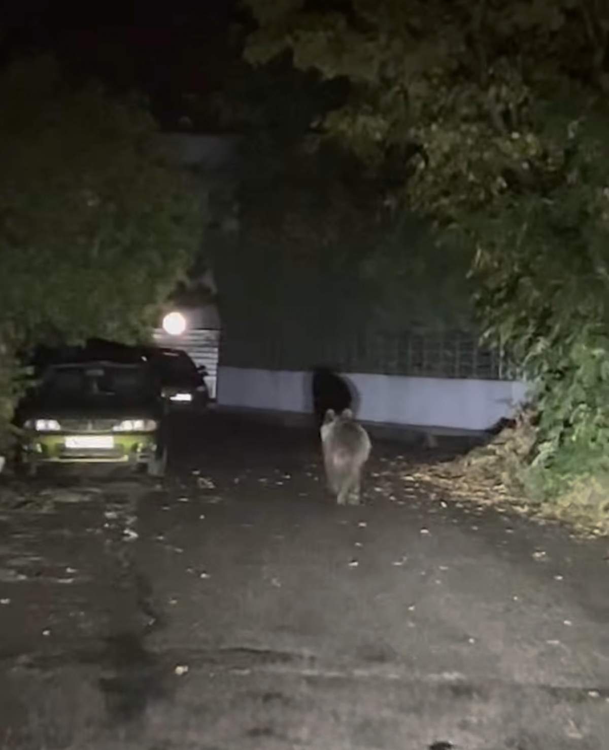 Αρκούδα «περιπλανιέται» στους δρόμους των Τρικάλων – Εικόνες-1