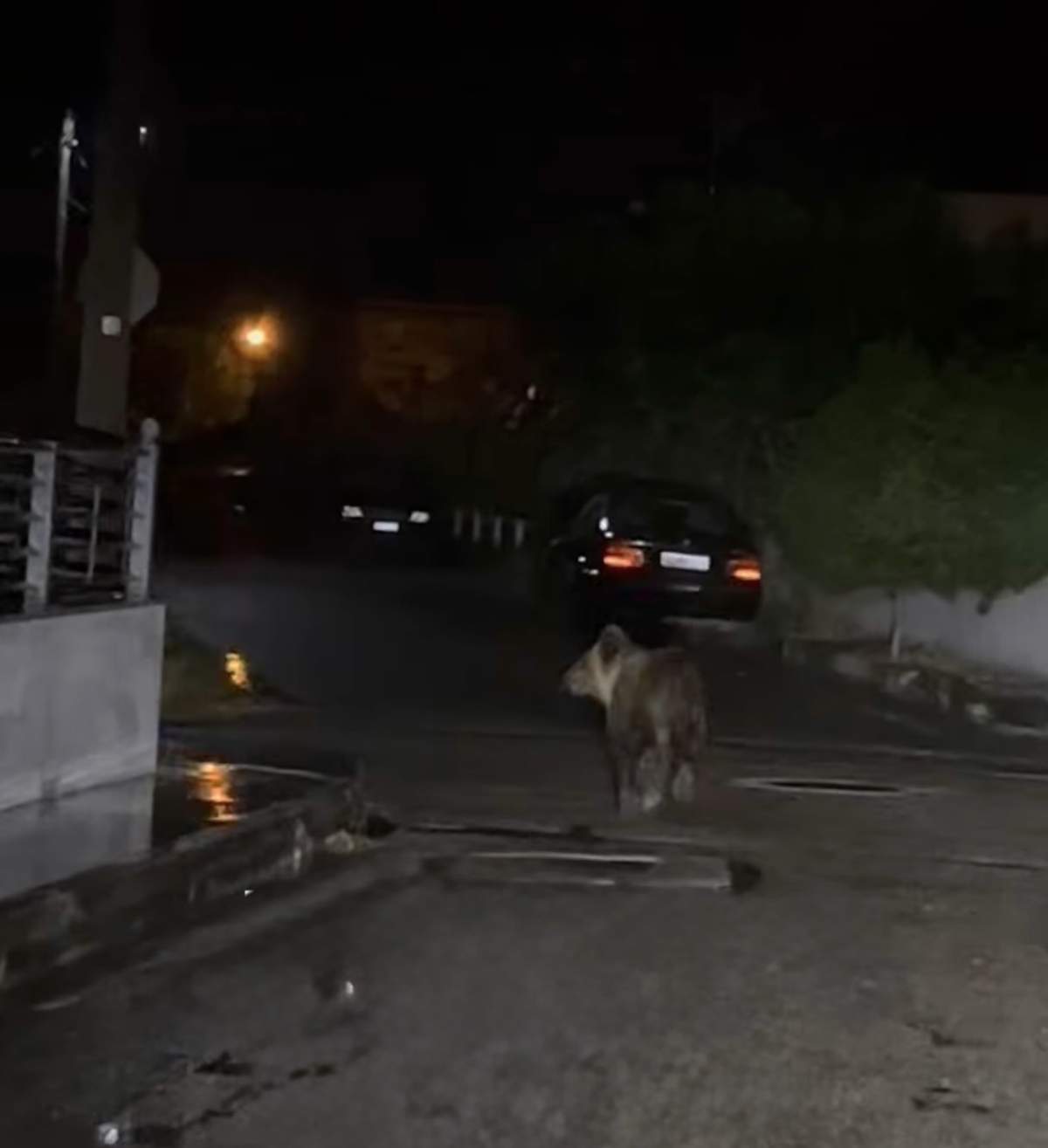 Αρκούδα «περιπλανιέται» στους δρόμους των Τρικάλων – Εικόνες-2