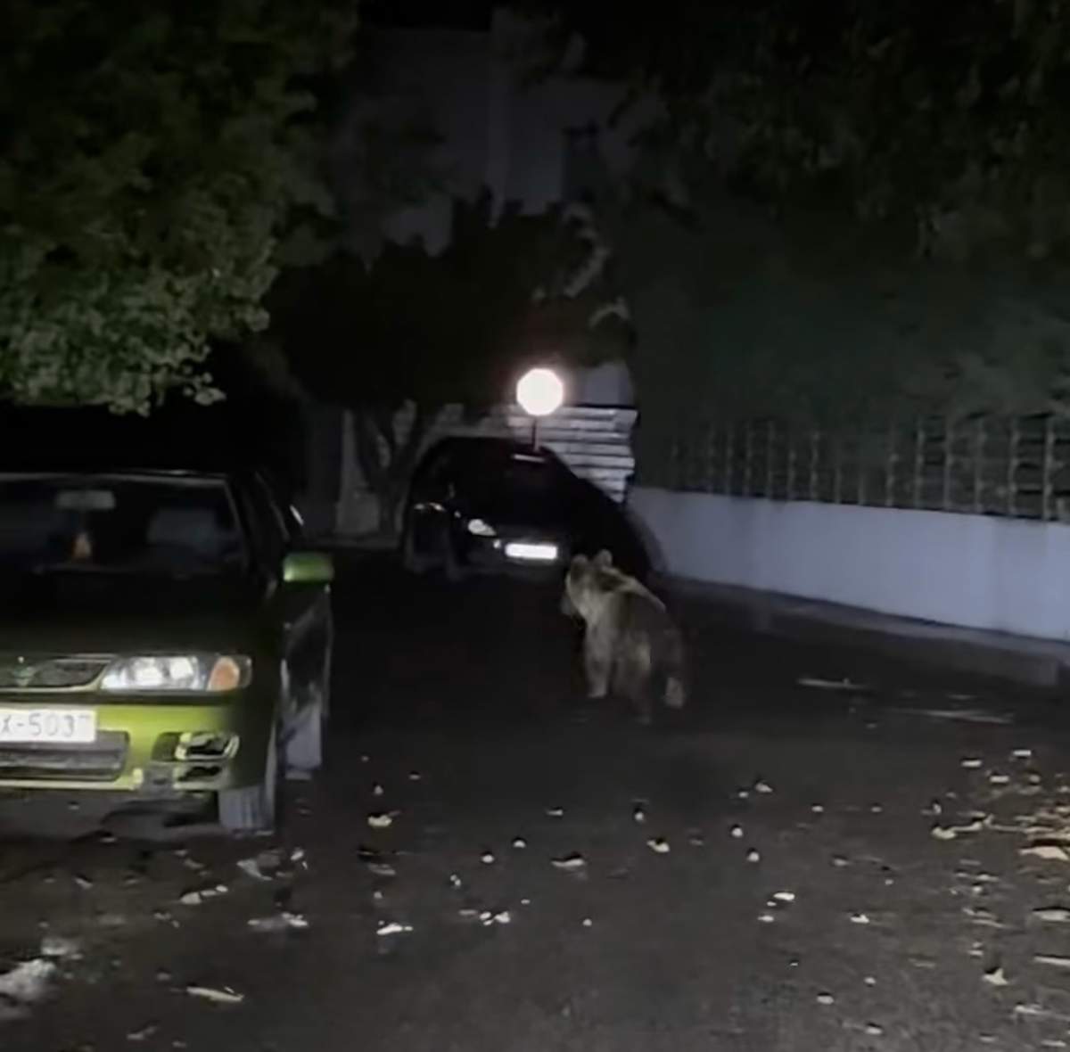 Αρκούδα «περιπλανιέται» στους δρόμους των Τρικάλων – Εικόνες-3