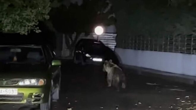 αρκούδα-περιπλανιέται-στους-δρόμο-563837998