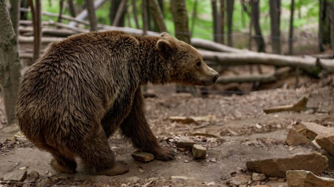 επίθεση-αρκούδας-σε-ηλικιωμένο-στη-δό-563830525