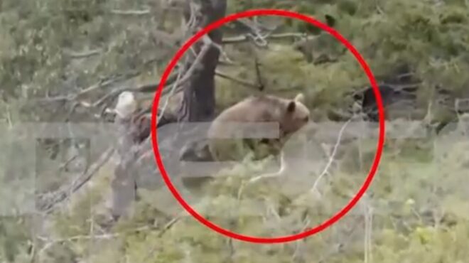 δράμα-βίντεο-με-τη-θανατηφόρα-επίθεση-563816242