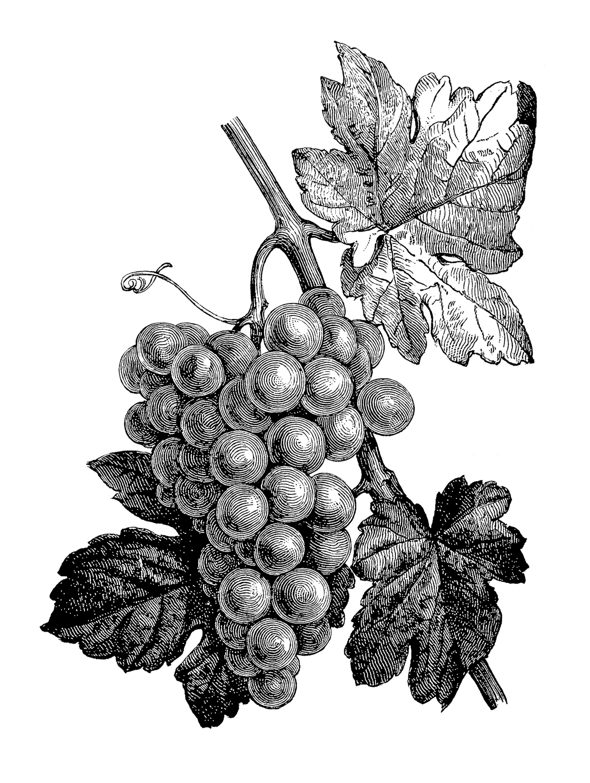 Τρώνε σταφύλια οι σκαντζόχοιροι;-1