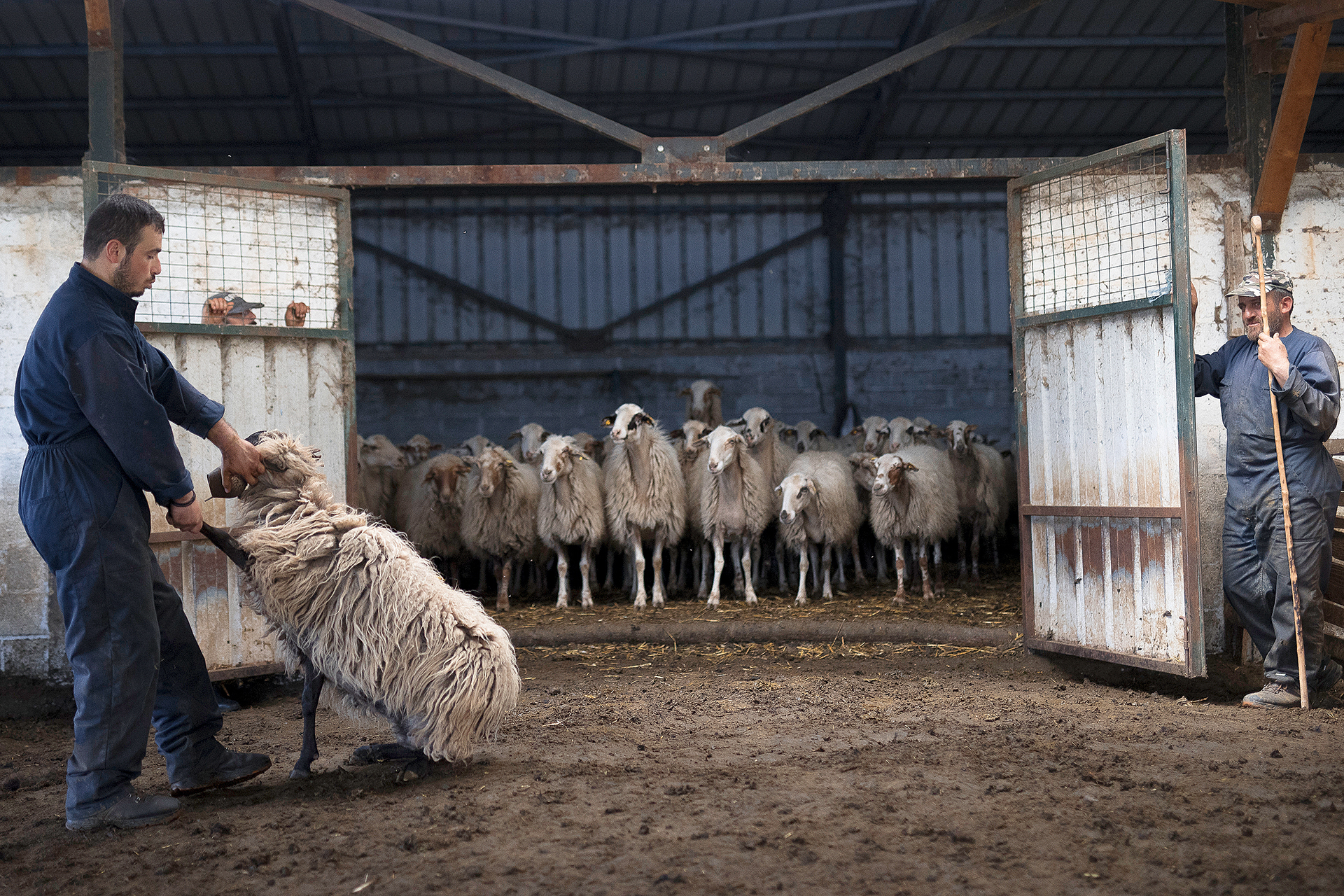 Γιατί το μέλλον μας διαγράφεται «μάλλινο»-9
