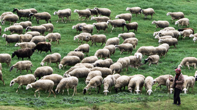 ευλογιά-αιγοπροβάτων-παρανομίες-μη-ε-563832400