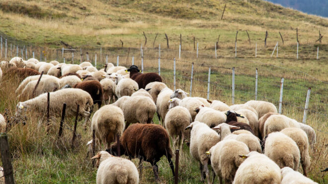 οπεκεπε-και-εκμίσθωναν-βοσκοτόπια-563819572