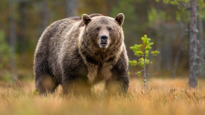 η-άγρια-ζωή-υπάρχει-κι-ας-μην-τη-βλέπουμ-563823169