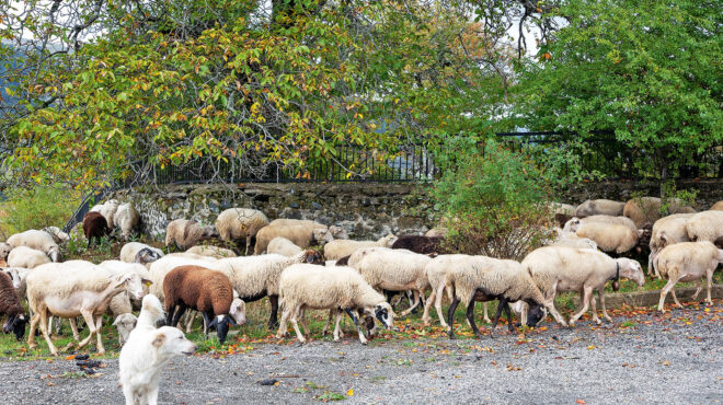 η-ευλογιά-των-προβάτων-απειλεί-και-τη-φ-563803678