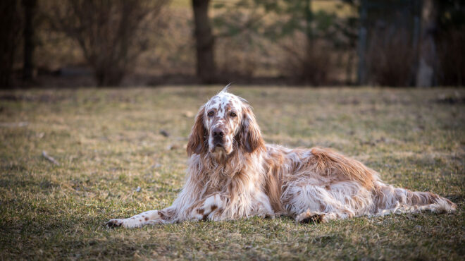 αγνωστος-πυροβόλησε-και-σκότωσε-σκυλ-563789998