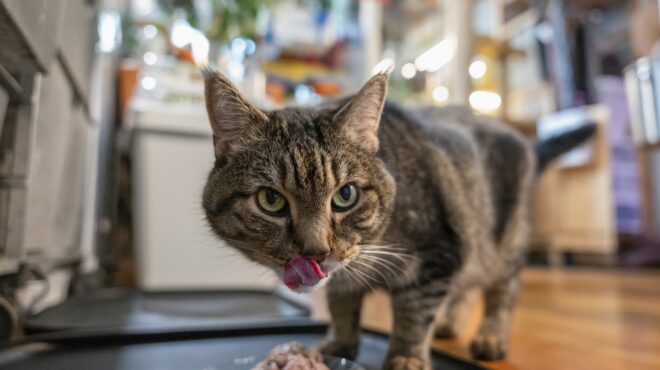 κατοικίδια-νέοι-πελάτες-για-τη-βιομ-563831947