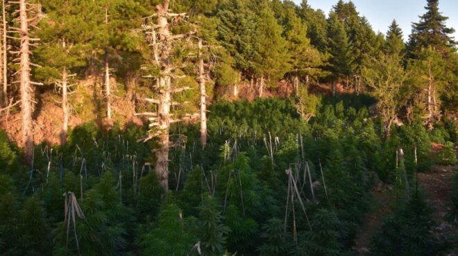 ξυλόκαστρο-εντοπίστηκε-φυτεία-κάννα-563807848