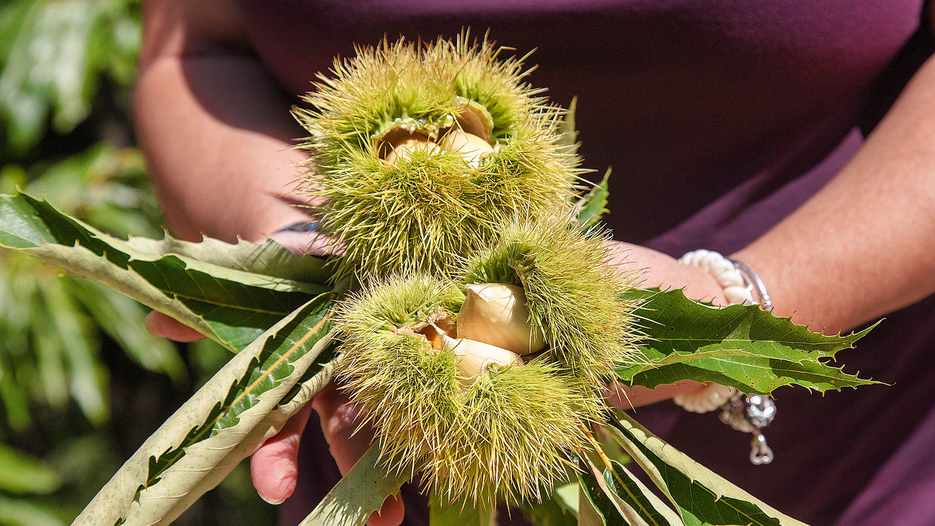 Η επόμενη μέρα του Ανατολικού Πηλίου μετά την κακοκαιρία Ντάνιελ-2