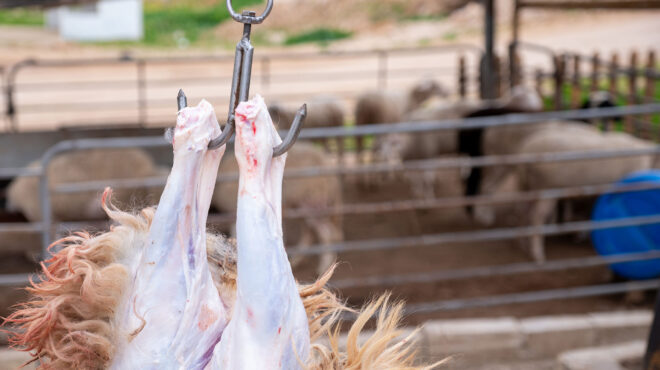 θεσσαλονίκη-51χρονος-έσφαξε-αρνί-στο-σέ-563826553