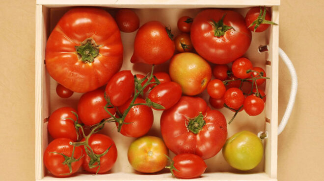 ο-σπόρος-που-φύτεψε-έναςκαπουτσίνος-563800747