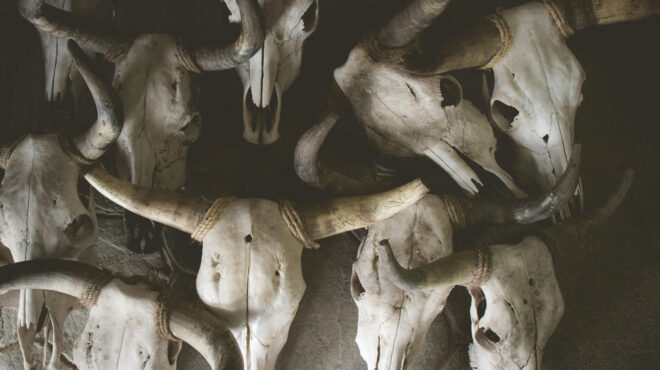 τουρκία-kρανία-ελεφάντων-ηλικίας-77-εκα-563807878