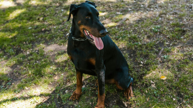 θεσσαλονίκη-διανομέας-των-ελτα-δέχθη-563794303