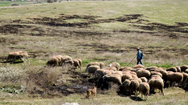 ευλογιά-των-προβάτων-τα-μέτρα-και-οι-οδ-563816581