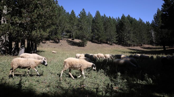 σχέδιο-10-ημερών-κατά-της-ευλογιάς-των-π-563814322
