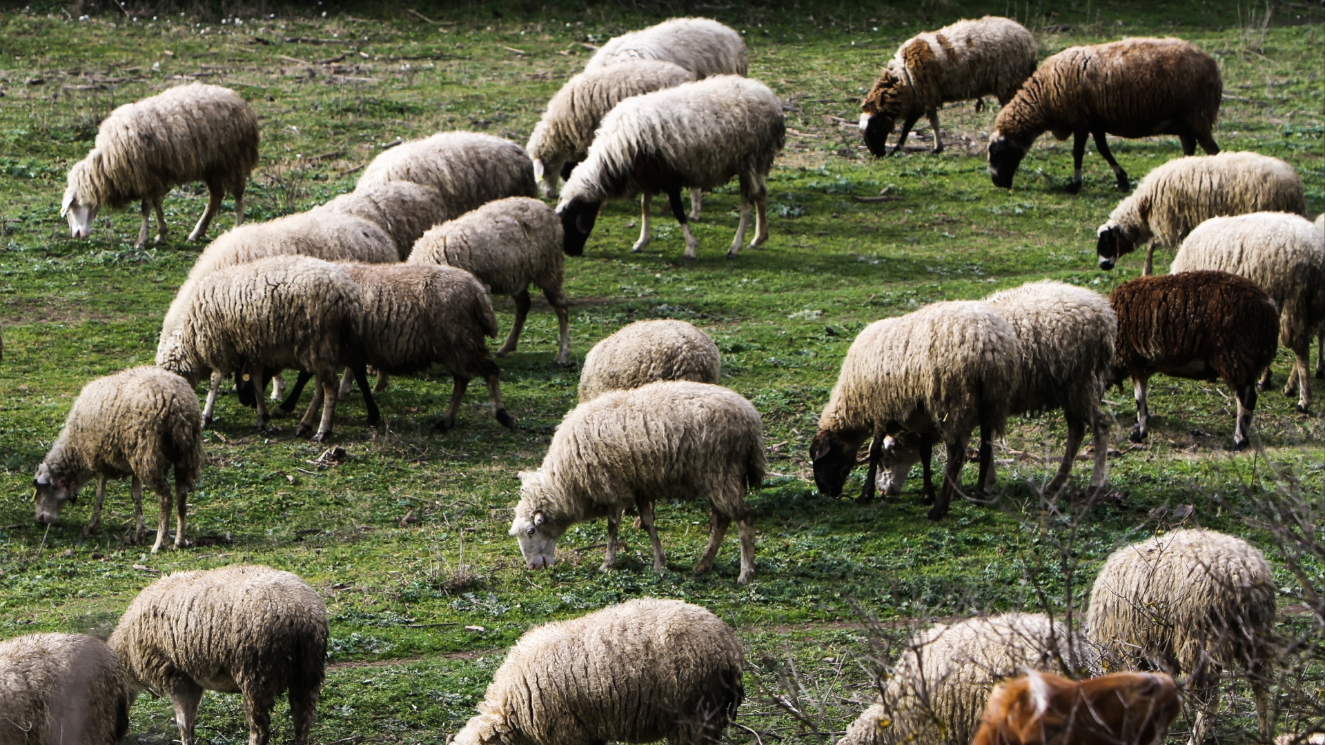 Ευλογιά των προβάτων: Τα μέτρα και οι οδηγίες για τους κτηνοτρόφους-1