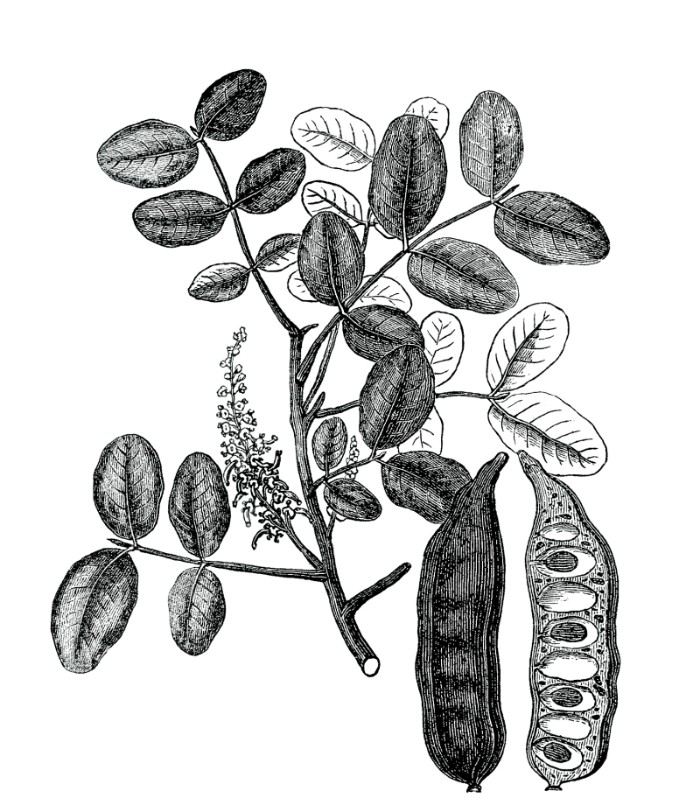 Ο παρεξηγημένος καρπός με τη μεγάλη διατροφική αξία που έτρωγαν στην Κατοχή-1