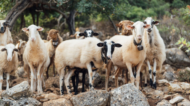 οπεκεπε-ξεκινά-η-μεγαλύτερη-δίκη-στην-563826343