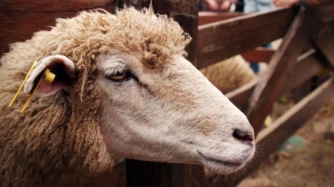 ευλογιά-των-προβάτων-πάνω-από-350-εκατ-ευ-563824990