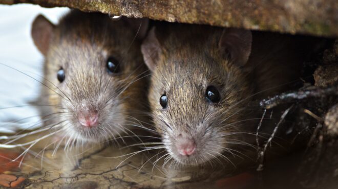 γιατί-οι-αρουραίοι-έχουν-κατακλύσει-τ-563835133