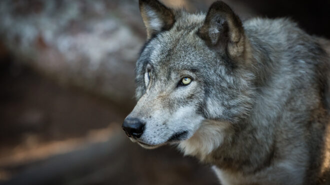 χαλκιδική-επίθεση-λύκου-σε-5χρονο-παιδ-563815990