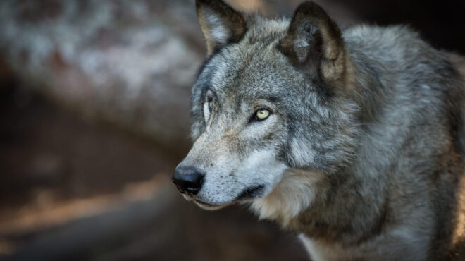 χαλκιδική-λύκος-εμφανίστηκε-στα-σήμα-563831119
