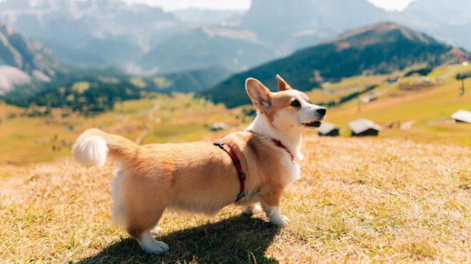 η-πόλη-που-φορολογεί-τους-σκύλους-563831146