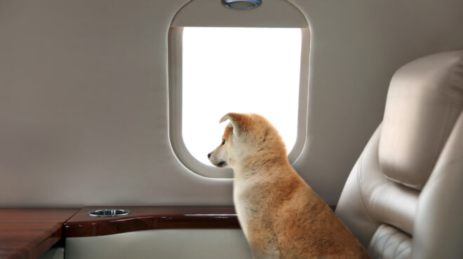 οι-σκύλοι-θα-έχουν-το-δικό-τους-κάθισμα-563828905