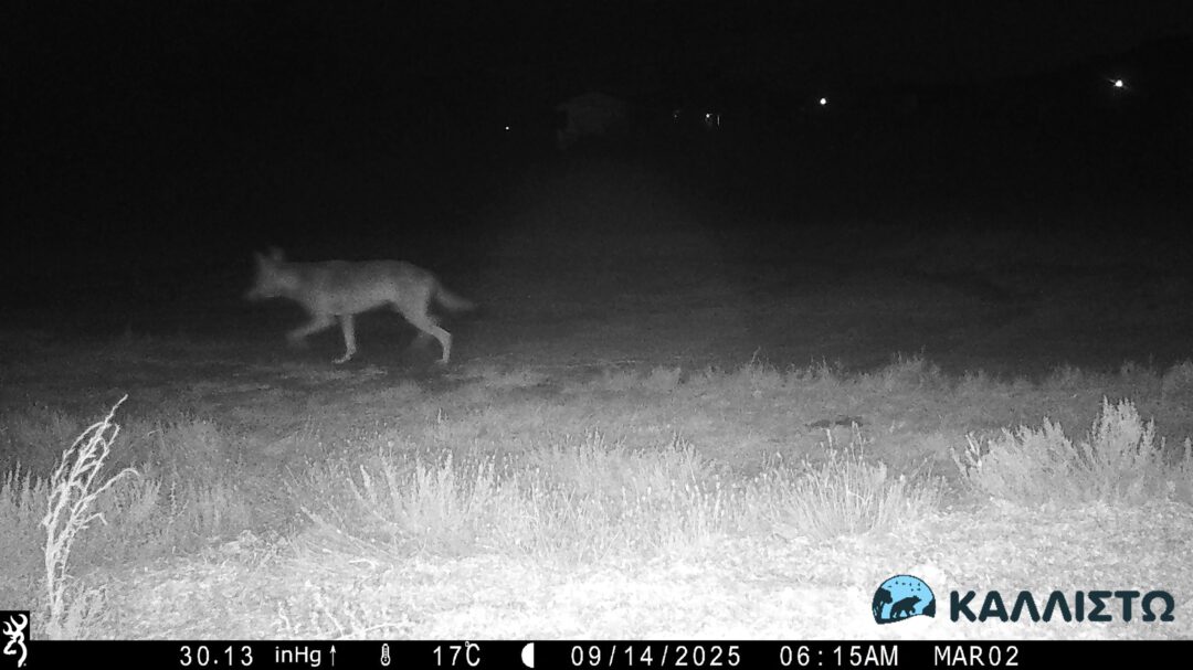 ο-λύκος-της-σιθωνίας-πρέπει-να-απομακ-563819938