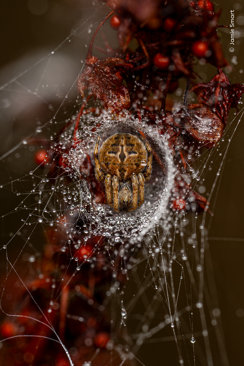 Οι καλύτερες φωτογραφίες της Αγριας Φύσης για το 2025-2