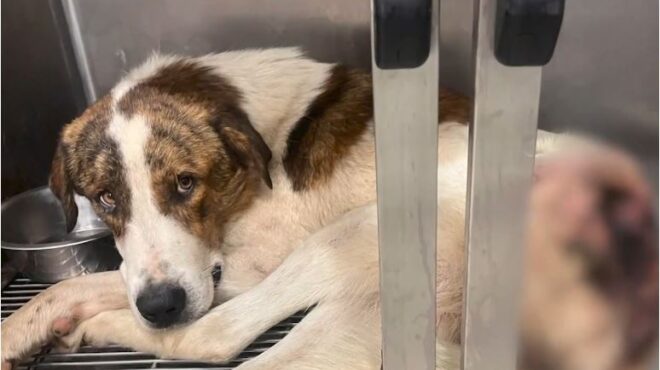 νέο-συμβάν-κακοποίησης-ζώου-πυροβόλη-563863711