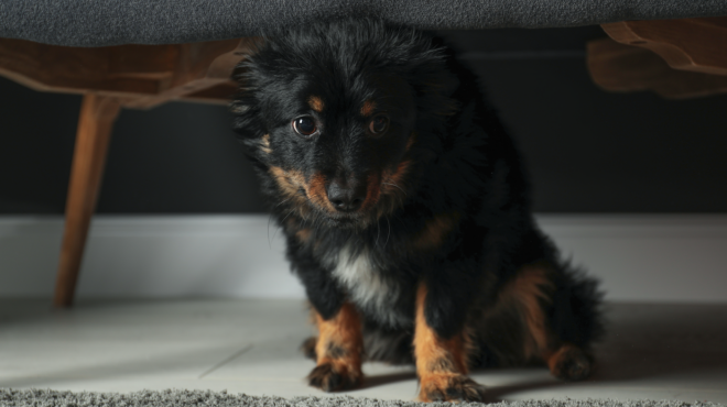 αυξάνονται-οι-καταγγελίες-για-κακοπο-563871475