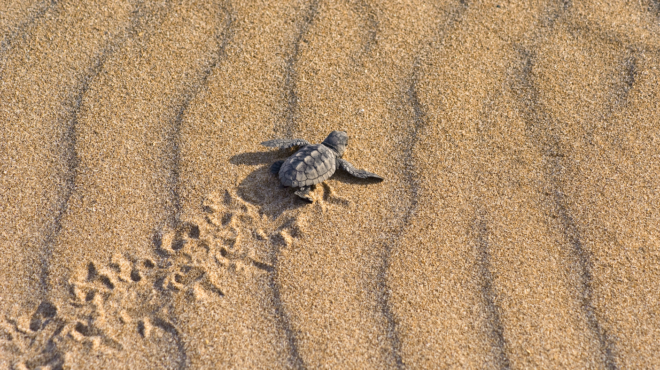 οι-χελώνες-καρέτα-προτιμούν-την-ελλ-563881411